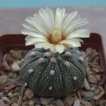 Astrophytum Asterias