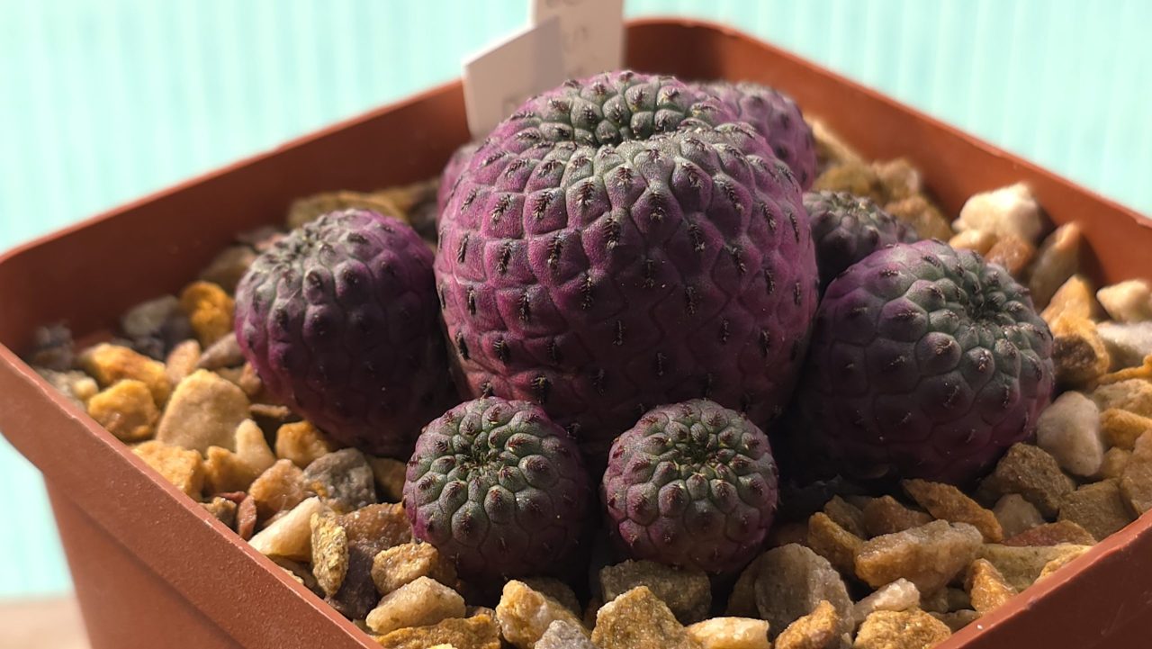 Sulcorebutia Rauschii