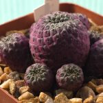 Sulcorebutia Rauschii