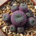 Sulcorebutia Rauschii