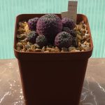 Sulcorebutia Rauschii