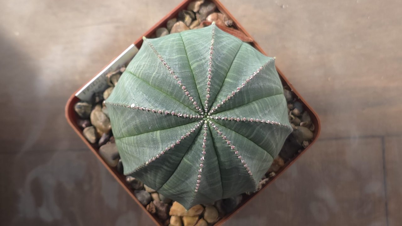 Euphorbia Obesa