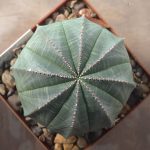Euphorbia Obesa