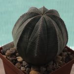 Euphorbia Obesa