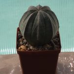 Euphorbia Obesa