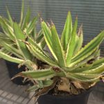 Agave Lophantha f. Quadricolor