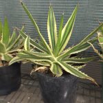Agave Lophantha f. Quadricolor