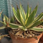 Agave Lophantha f. Quadricolor