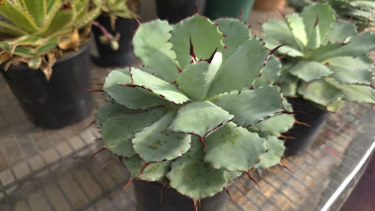 Agave Potatorum
