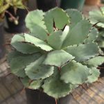 Agave Potatorum
