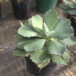 Agave Potatorum
