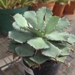 Agave Potatorum
