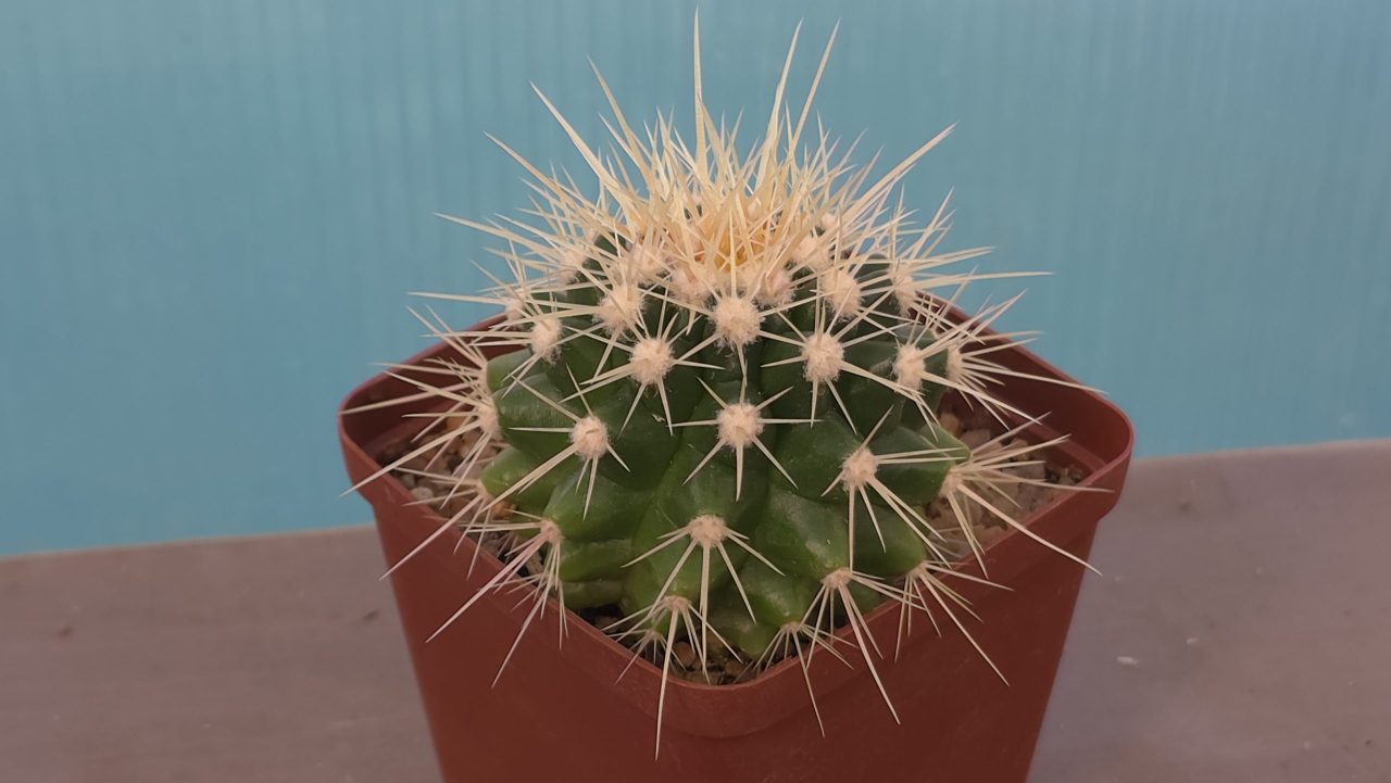 Echinocactus Grusonii