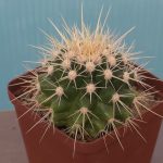 Echinocactus Grusonii