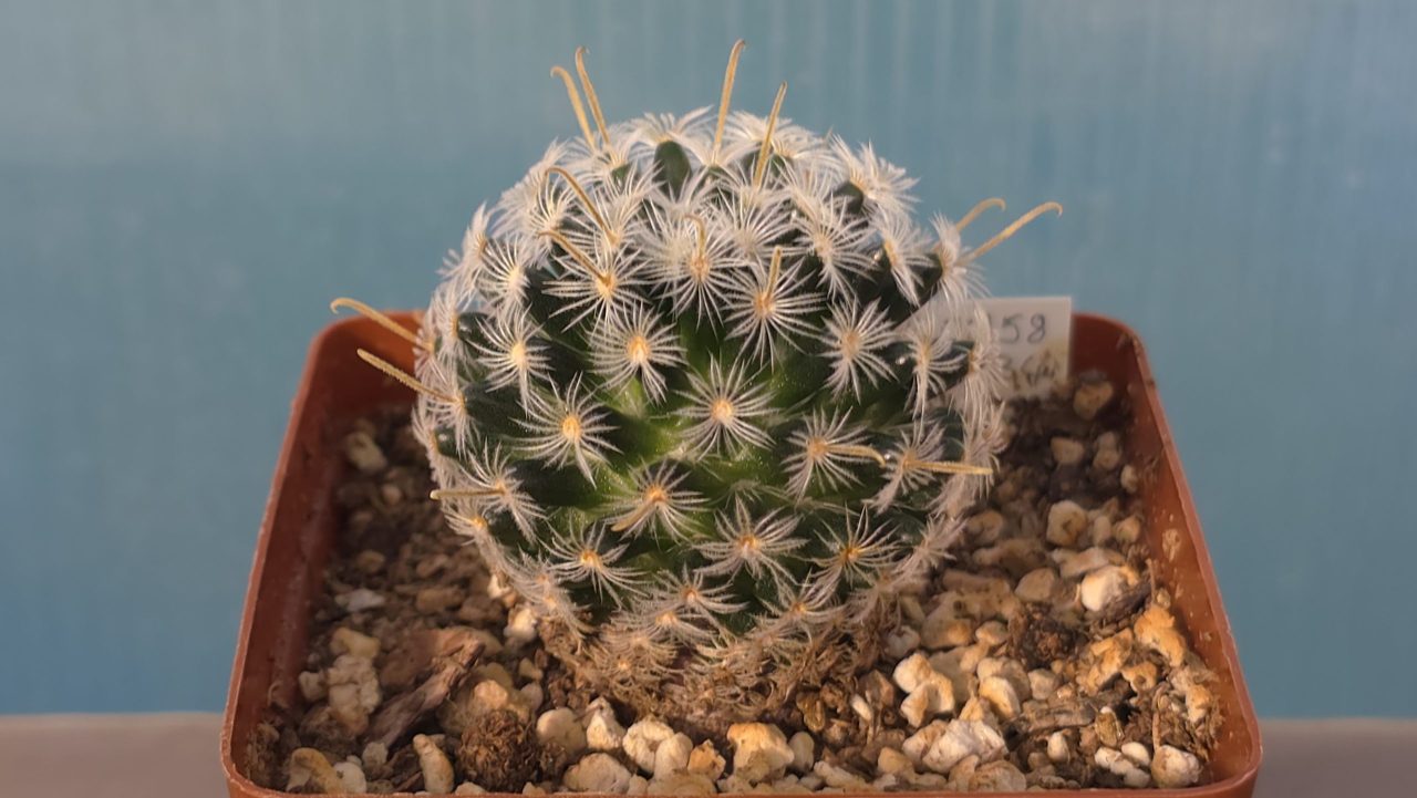 Mammillaria Crinita ssp. Duwei