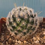 Mammillaria Crinita ssp. Duwei