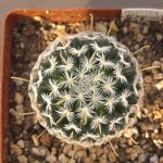 Mammillaria Crinita ssp. Duwei
