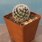 Mammillaria Crinita ssp. Duwei