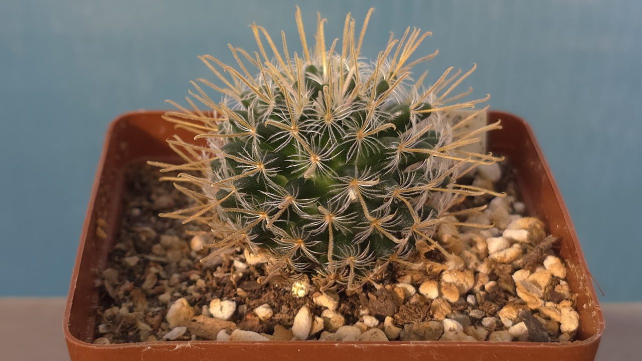 Mammillaria Crinita ssp. Duwei