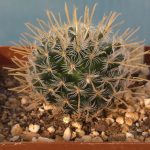 Mammillaria Crinita ssp. Duwei