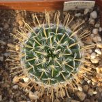 Mammillaria Crinita ssp. Duwei