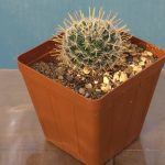 Mammillaria Crinita ssp. Duwei