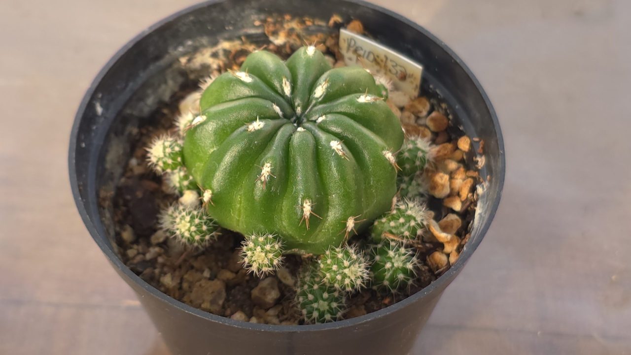 Matucana Aurantiaca ssp. Polzii