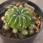 Matucana Aurantiaca ssp. Polzii