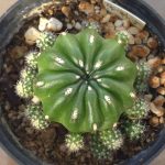 Matucana Aurantiaca ssp. Polzii
