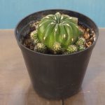Matucana Aurantiaca ssp. Polzii
