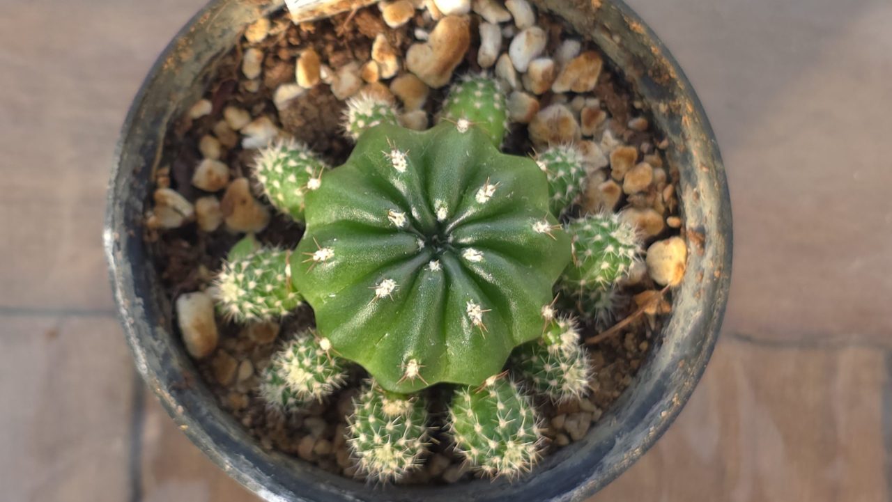 Matucana Aurantiaca ssp. Polzii