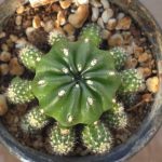 Matucana Aurantiaca ssp. Polzii