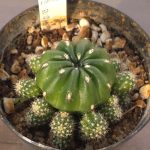 Matucana Aurantiaca ssp. Polzii