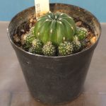 Matucana Aurantiaca ssp. Polzii