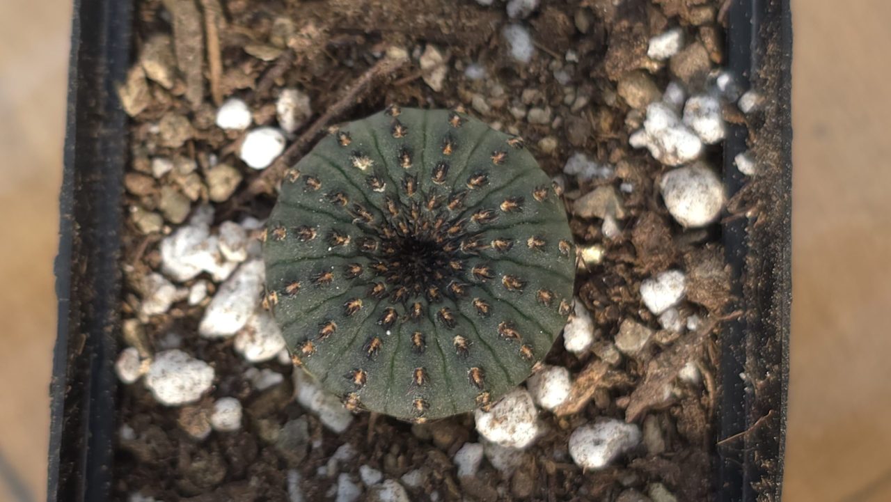 Frailea castanea – Seed Grown Cactus in 5cm Pot