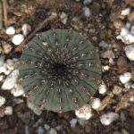 Frailea castanea – Seed Grown Cactus in 5cm Pot