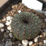 Frailea castanea – Seed Grown Cactus in 5cm Pot