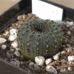 Frailea castanea – Seed Grown Cactus in 5cm Pot